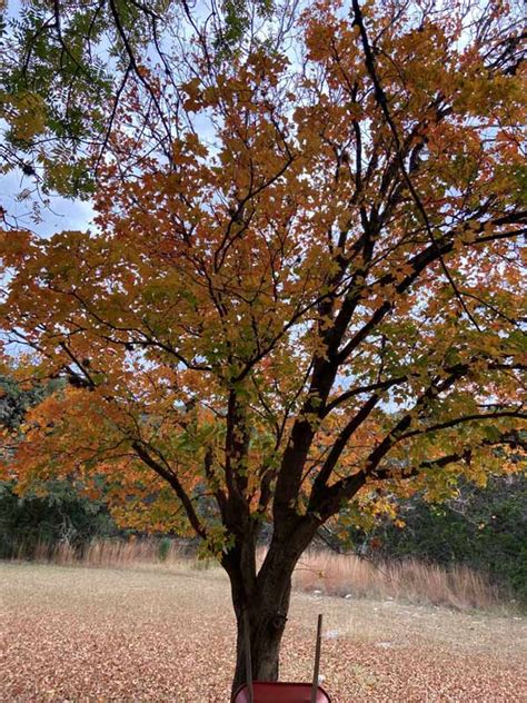 Lost Maples State Natural Area 2021 Fall Foliage Color Report — Texas ...