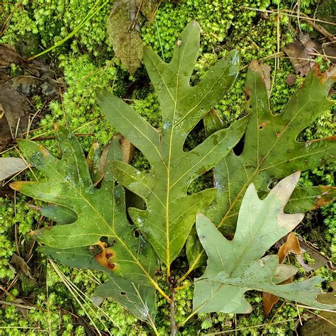 White Oak Quercus Alba Western Carolina Botanical Club