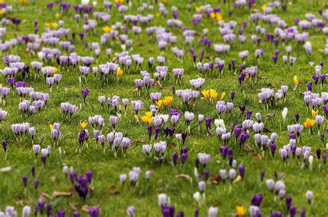 Crocus Hd Wallpapers