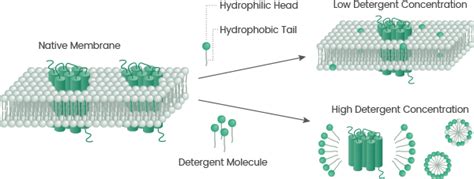 What are Transmembrane Proteins | Sino Biological