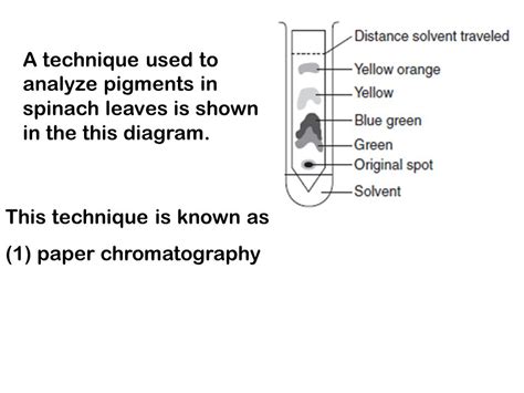 A Technique Used To Analyze Pigments In Spinach Leaves Is Shown Ppt