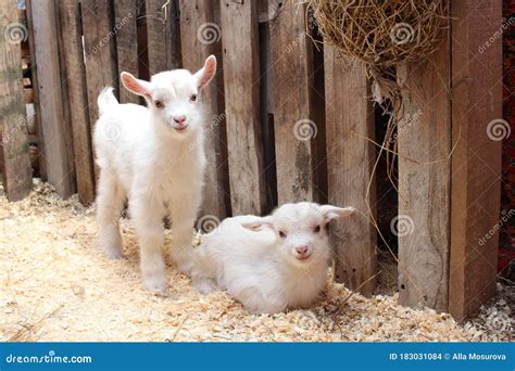 Two Small Newborn White Baby Goats An Animal On The Farm Stock Photo