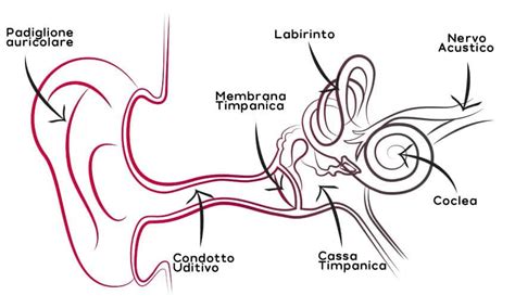 I Condotti Delle Orecchie Trasmettono Il Suono Fonudito