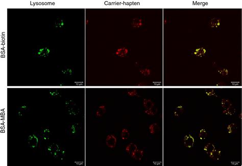 The Effect Of Haptens On Protein‐carrier Immunogenicity Gefen 2015