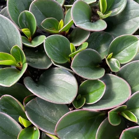 Peperomia Obtusifolia Planta Interior Cuotas sin interés