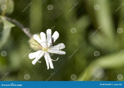 Detail of Silene stock image. Image of wild, wildflower - 86166499