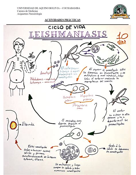 Ciclo De Vida De Los Parasitos Ciências