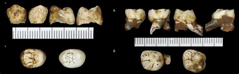 Leti El Primer Cr Neo Infantil De Homo Naledi Nutcracker Man