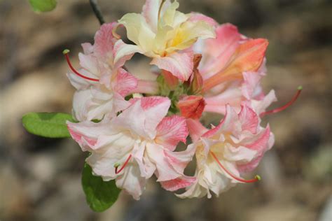 Рододендрон гибридный (=азалия) 'Cannon's Double' (Кеннонс Дабл ...