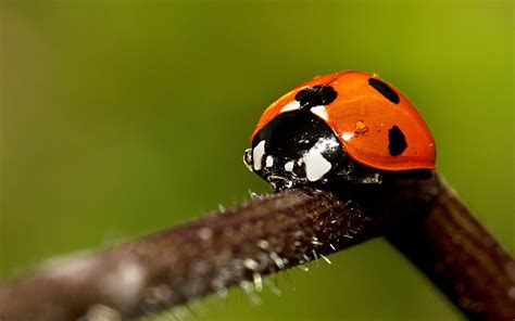 Page 2 Ladybirds 1080p 2k 4k 5k Hd Wallpapers Free Download