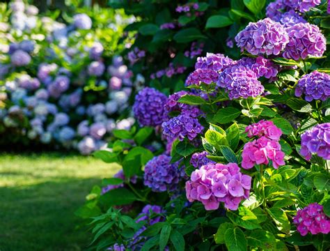 Hydrangea Garden Wallpapers - Wallpaper Cave