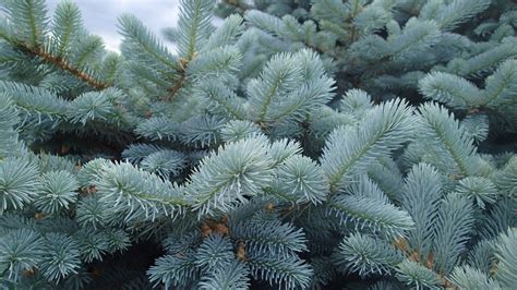 Low Maintenance Evergreen Shrubs - Knecht's Nurseries & Landscaping