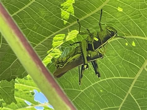 I Was Watering The Okra In My Vegetable Garden Today And I Spotted The Cutest Thing I Saw One