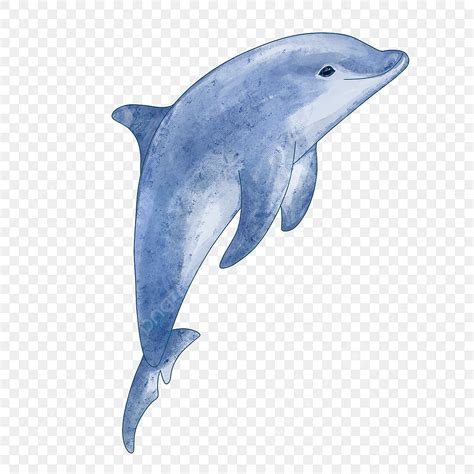 Dolphin PNG Transparent Images Free Download | Vector Files | Pngtree