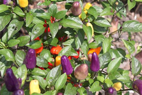 The Most Incredible Hot Pepper Plant You Will Ever Grow