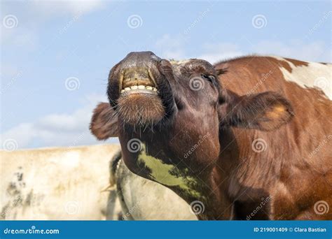 Cow Teeth And Gums Funny Portrait Of A Mooing Cow With Open Mouth