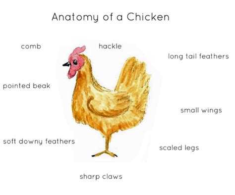 Anatomy of a Chicken by Teach Simple