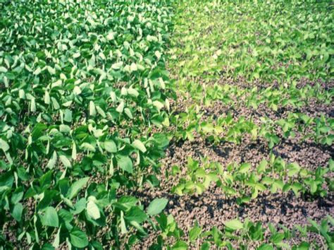 Soybean Seed Production And Nitrogen Nutrition Intechopen