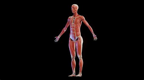 3d Model Human Female Muscular System Turbosquid 2010152