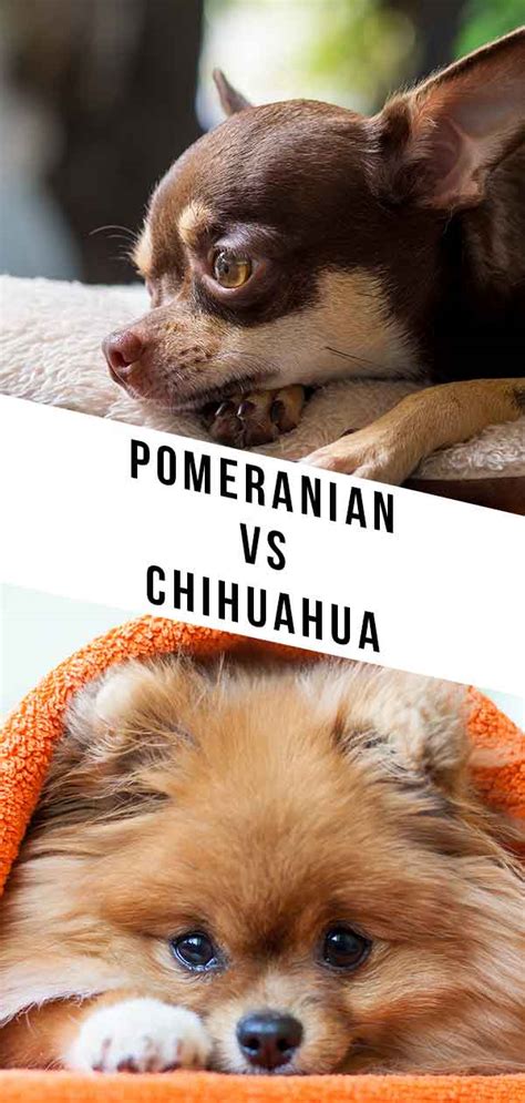 Pomeranian vs Chihuahua – Which Tiny Dog Is Right for You?