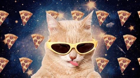 Space Cat Reaction  Find And Share On Giphy Pizza Cat Space Cat