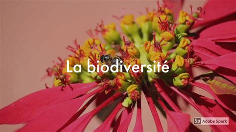 C est quoi la biodiversité YouTube