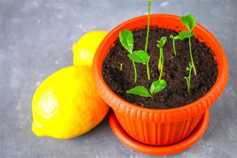 Cómo Plantar Un Limonero En Una Maceta