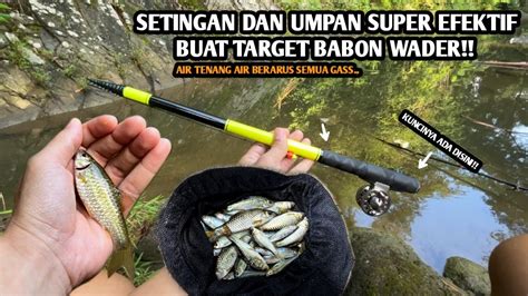 Pakai Setingan Ini Dijamin Efektif Mancing Wader Babon Umpan Amis