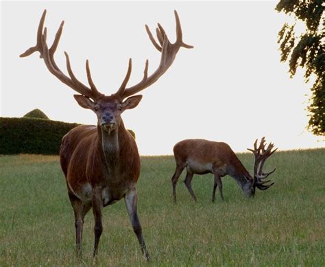 Stag | Free stock photos - Rgbstock - Free stock images | johnnyberg ...