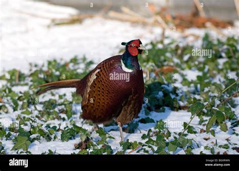 Pheasant In Snow Stock Photo Alamy