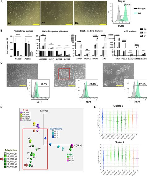 Figure 1 from Derivation of functional trophoblast stem cells from ...