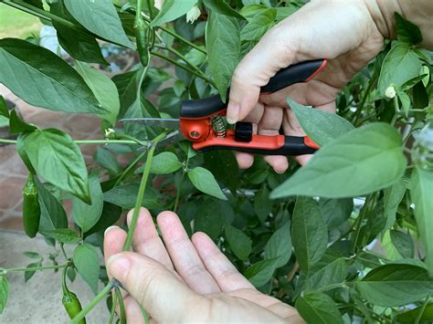 Can Potted Pepper Plants Survive Winter at Spencer Neighbour blog