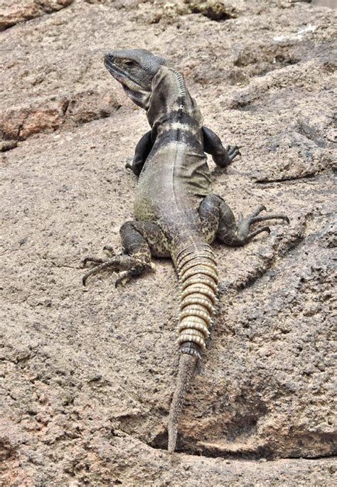 Spiny Tailed Iguana Tucson Herpetological Society Iguana Lizard