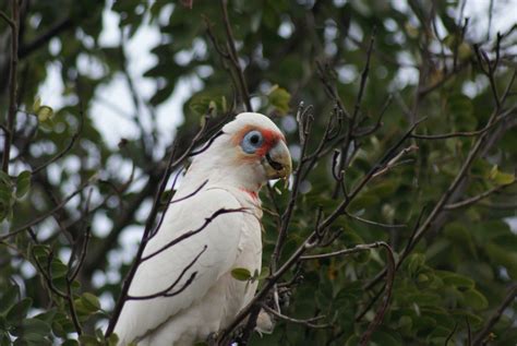 Long Billed Corella Birds In Backyards