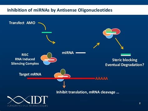 Improved Anti Mirna Amos And Splice Switching Oligonucleotides Sso