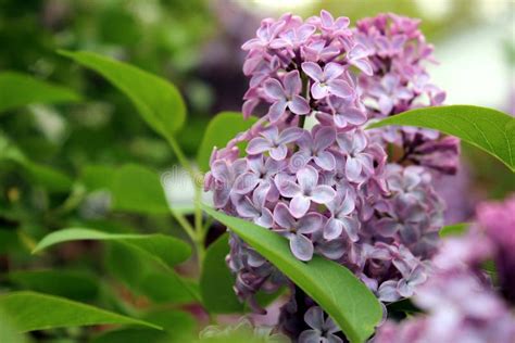 Lilacs In Bloom Stock Image Image Of Branch Leaves 31734845