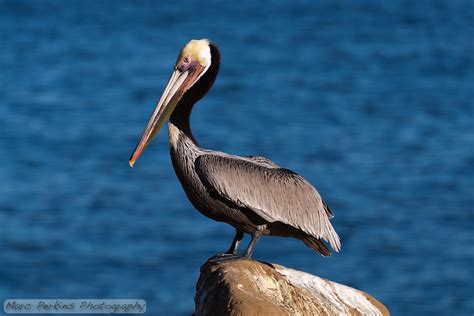 Brown Pelican Standing On A Rock Marc Perkins Photography