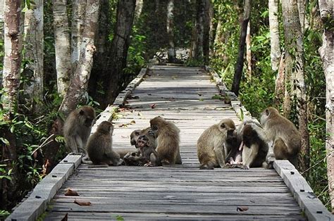 15 Fakta Menarik Taman Nasional Tanjung Puting Habitat Orangutan Yang