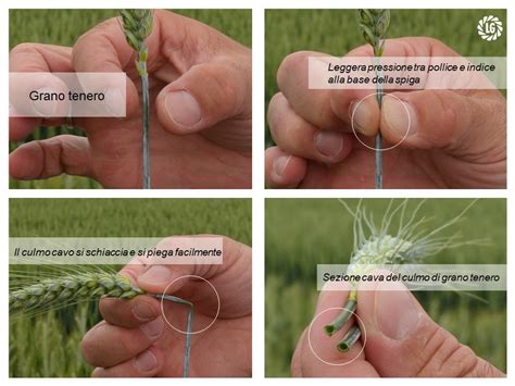 Come Distinguere In Campo Il Grano Tenero Dal Grano Duro Lg Italia