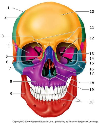 Bones Of Skull Colored Flashcards Quizlet