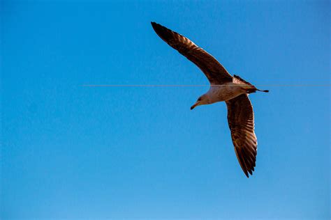 White Dove Flying · Free Stock Photo