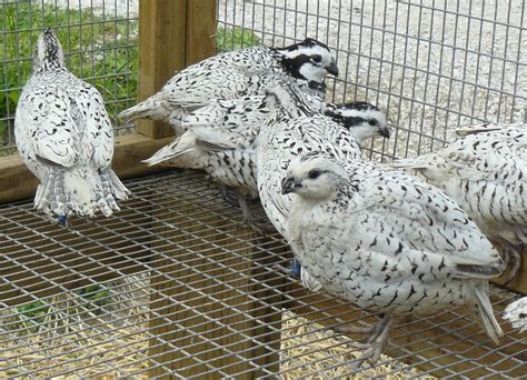 35 Snowflake Bobwhite Quail Hatching Eggs Chickens Backyard Raising