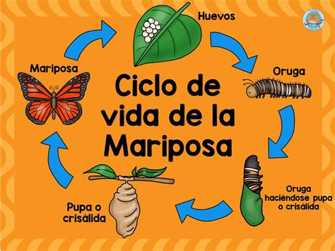 Ciclo De Vida Da Borboleta Puzzle Online