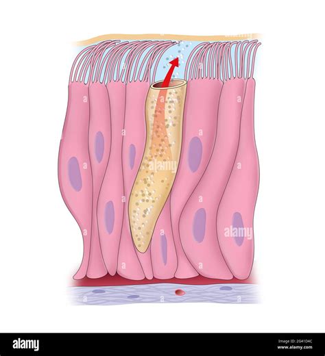 Illustration depicting Pseudostratified Ciliated Columnar Epithelium Stock Photo - Alamy