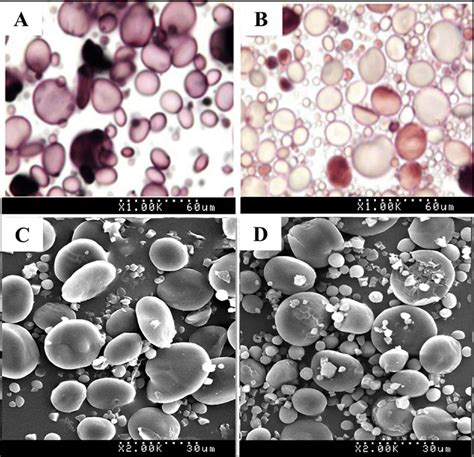 Starch granule staining and structure analysis. Starch granule staining ...