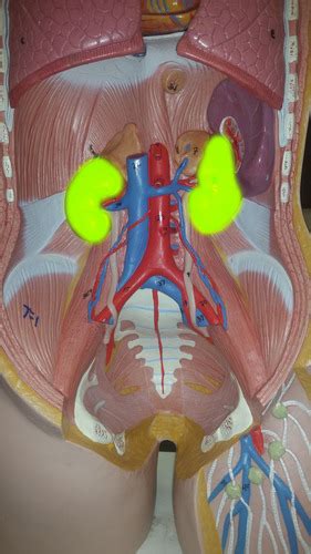 Urinary System Flashcards Quizlet