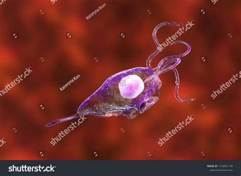 Trichomonas Vaginalis Protozoan 3d Illustration Parasite Stock Illustration 1152061139