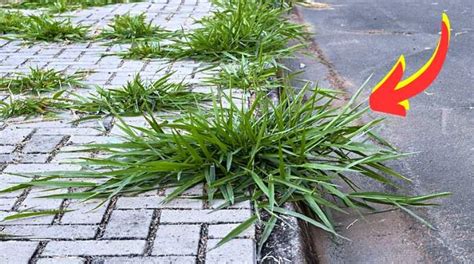 Cómo eliminar las malas hierbas en una acera El herbicida radical