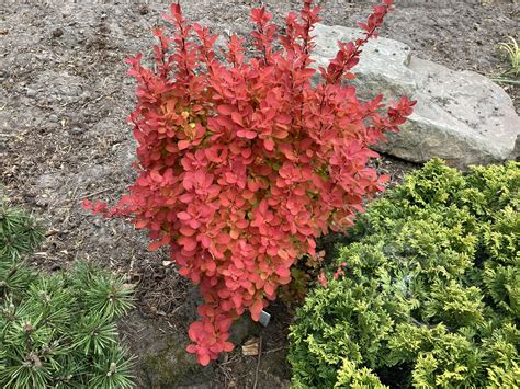 Berberis thunbergii 'Orange Ice' - Herman Geers