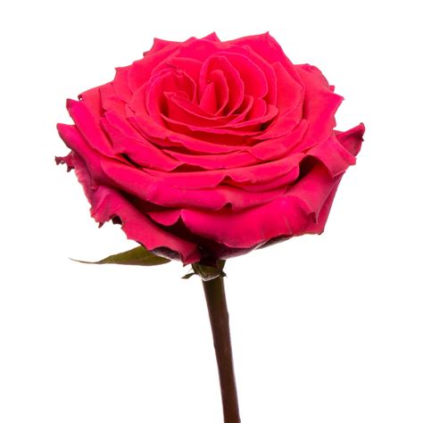 Kahala - Rose - Esmeralda Farms Wholesale Flowers